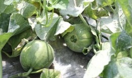 夏天可以吃瓜季吗,夏日瓜果飘香季