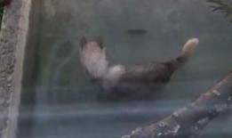 吃瓜大狼,揭秘娱乐圈背后的那些事儿