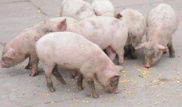 黄猪吃瓜,揭秘网络热词背后的趣味与思考